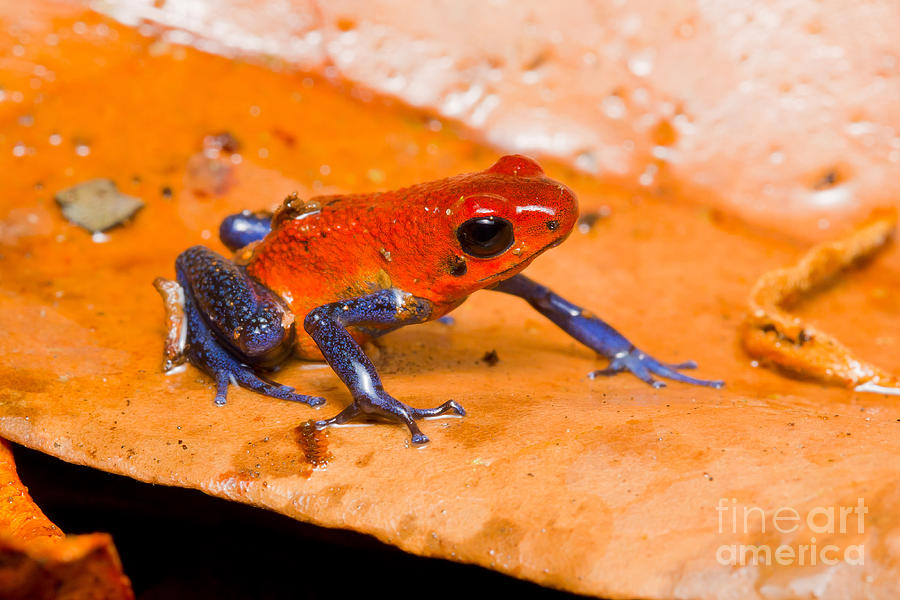 Strawberry Poison Dart Frog Photograph by B.G. Thomson