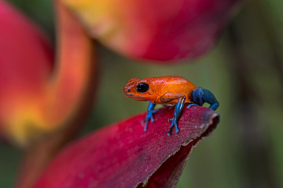 Strawberry Poison-dart Frog Oophaga Photograph by Panoramic Images