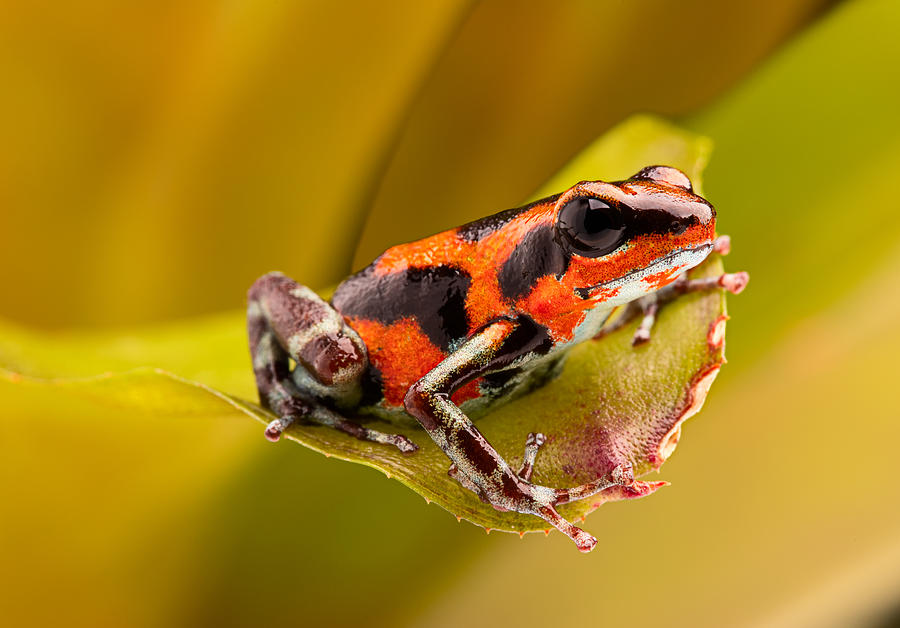 strawberry poison dart frog Rio Branco Photograph by Dirk Ercken