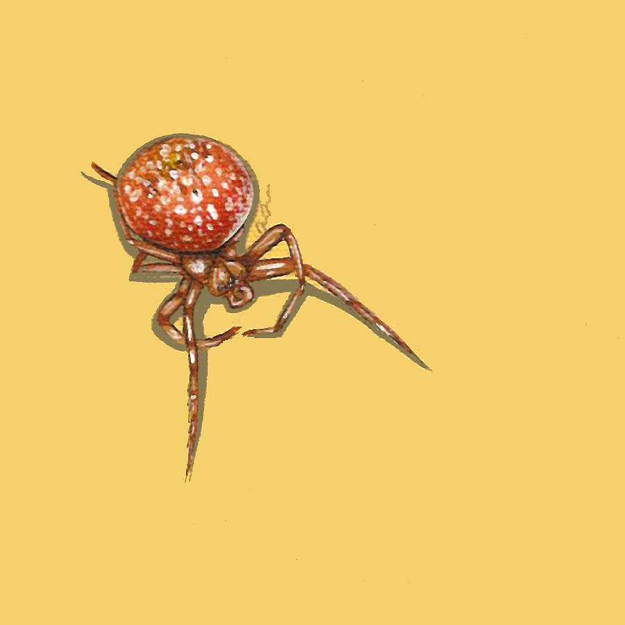 Insects Painting - Strawberry Spider by Jude Labuszewski