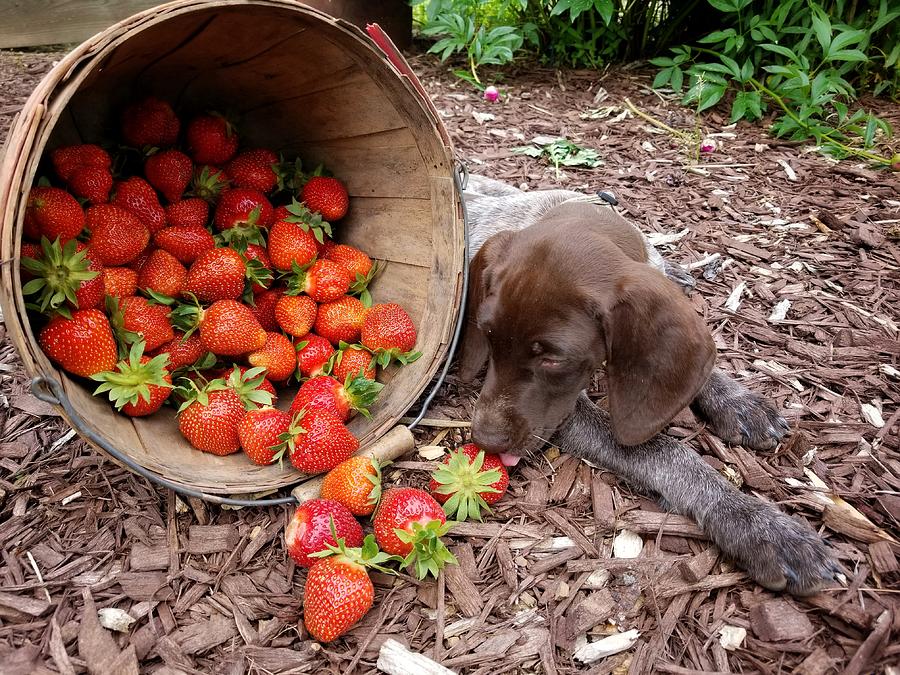 Strawberry Thief 2 Photograph by Brook Burling