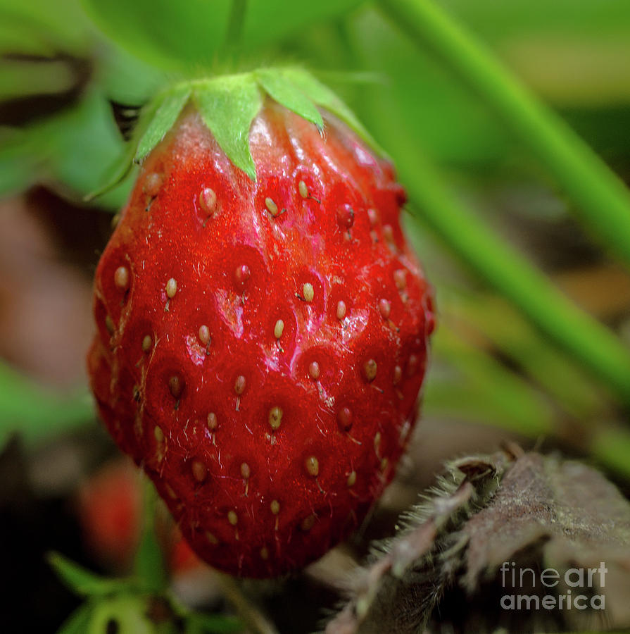 Strawberry  Photograph by Ty Shults