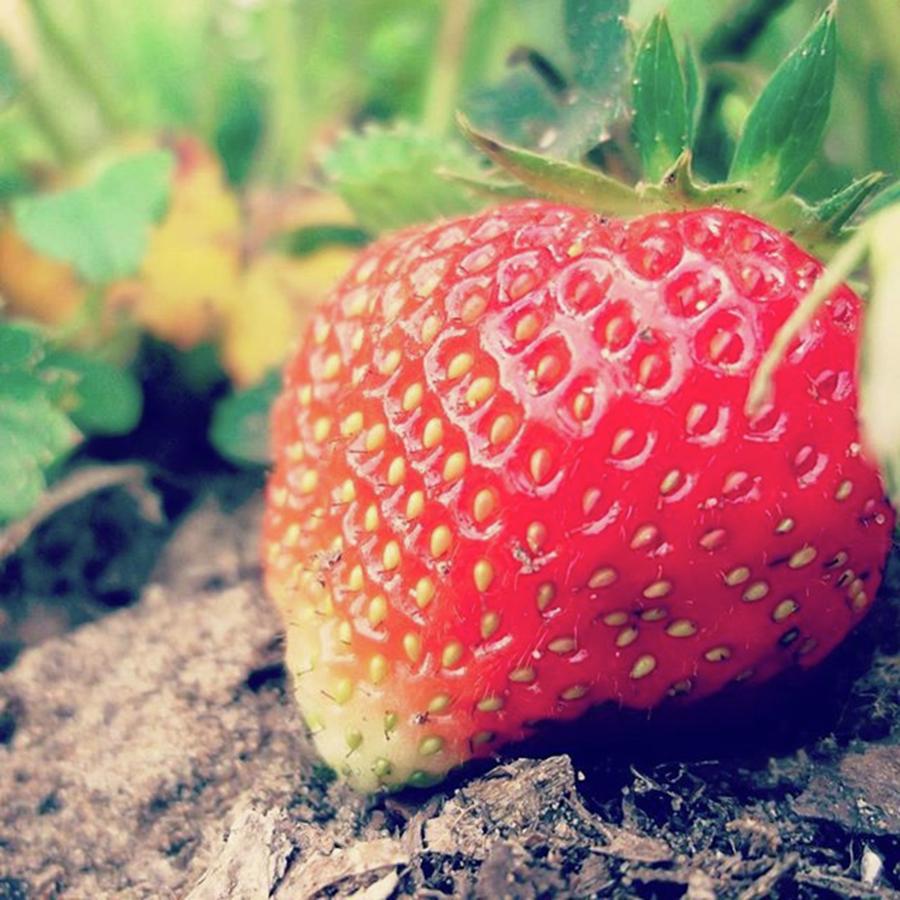 Summer Photograph - #strawberry #yummy #food #delicious by Rincis Rinalds