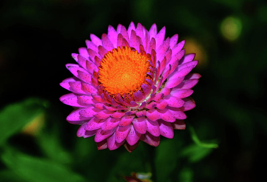 Strawflower 017 Photograph by George Bostian