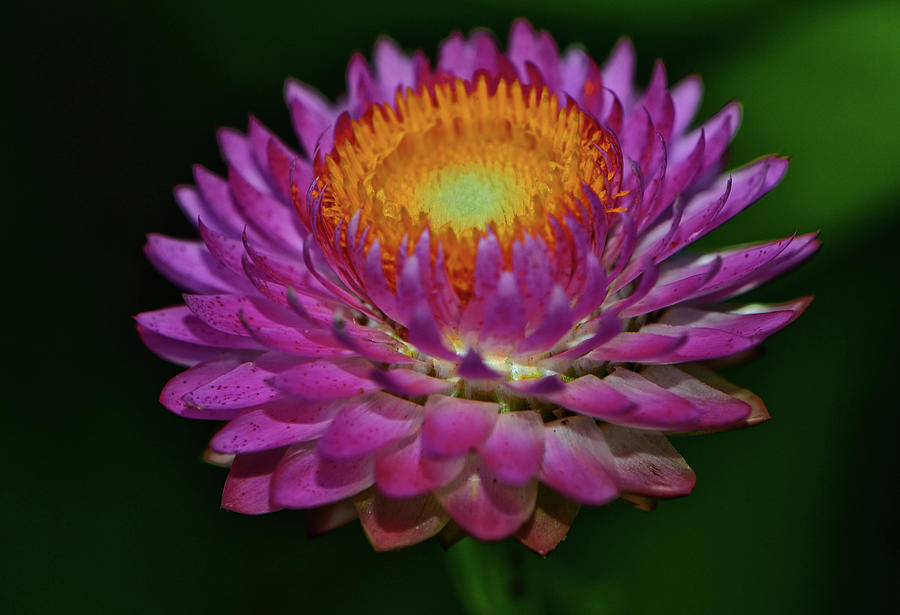 Strawflower 024 Photograph by George Bostian