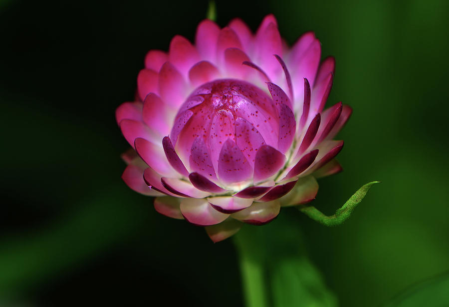 Strawflower 025 Photograph by George Bostian