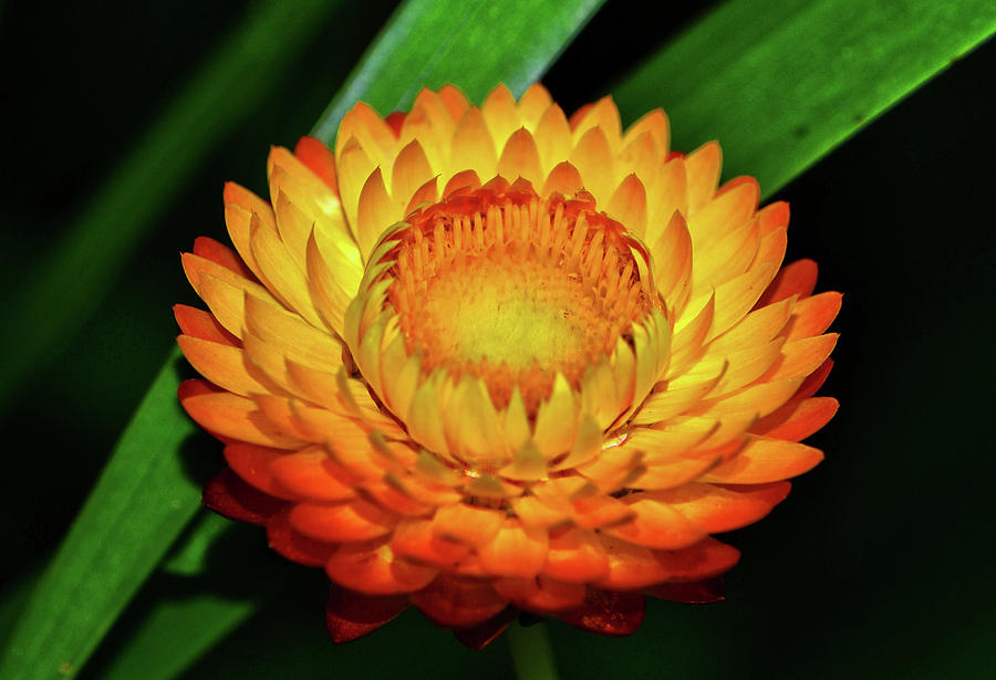 Strawflower 026 Photograph by George Bostian