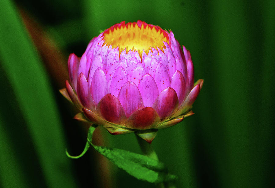 Strawflower 033 Photograph by George Bostian