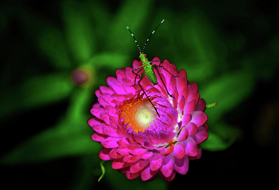Strawflower And Friend 021 Photograph by George Bostian