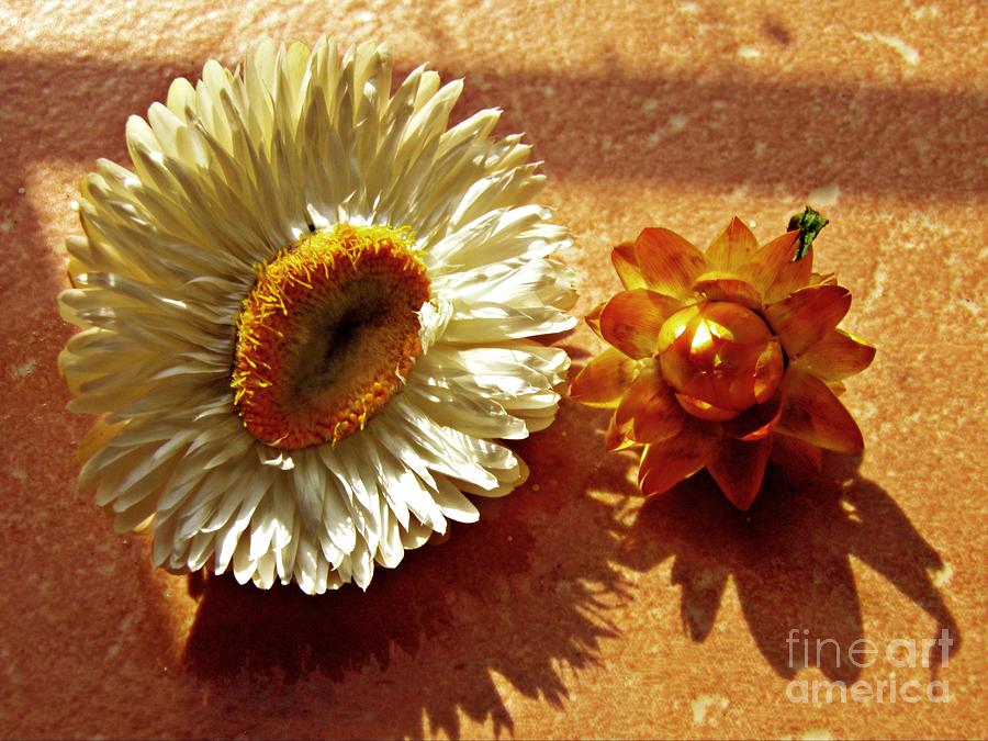 Flower Photograph - Strawflowers on the Window Sill 1                         by Sarah Loft