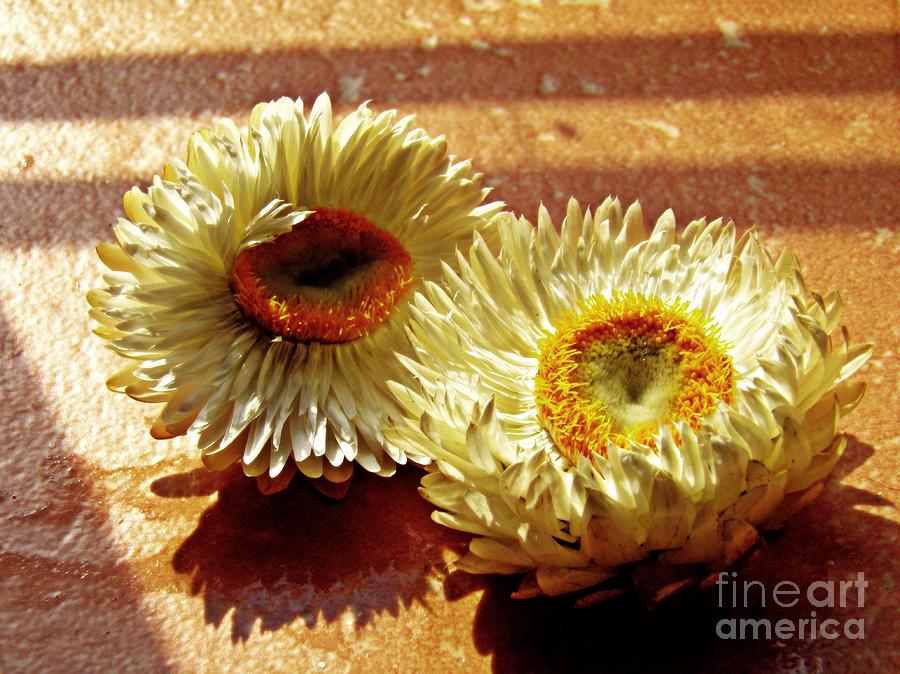 Strawflowers on the Window Sill 2 Photograph by Sarah Loft