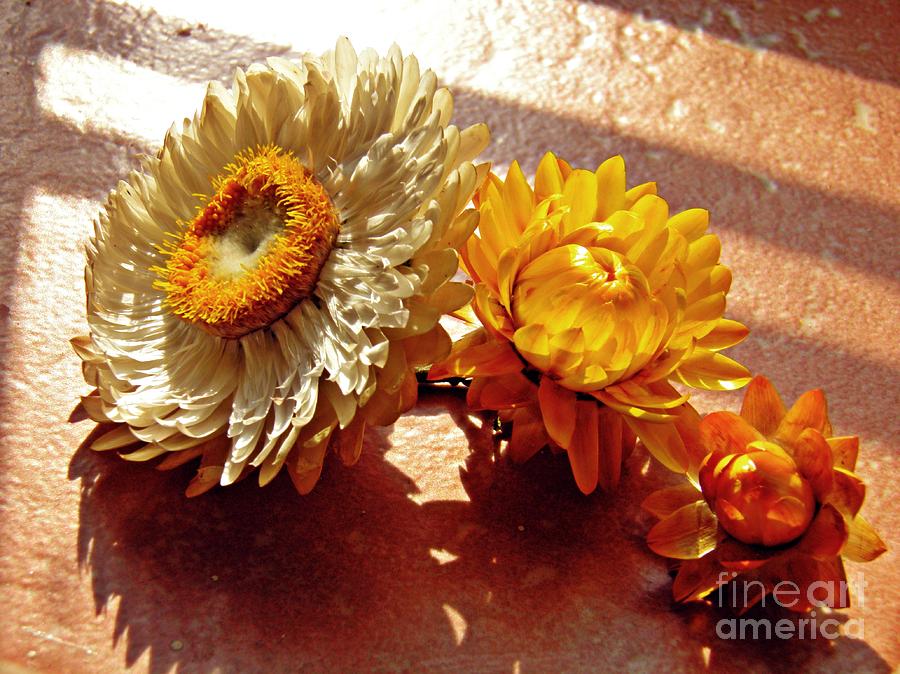 Flower Photograph - Strawflowers on the Window Sill 6 by Sarah Loft