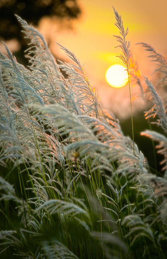 Straws on Sunset Photograph by Nilesh Bhange Straws on Sunset Photograph by Nilesh Bhange