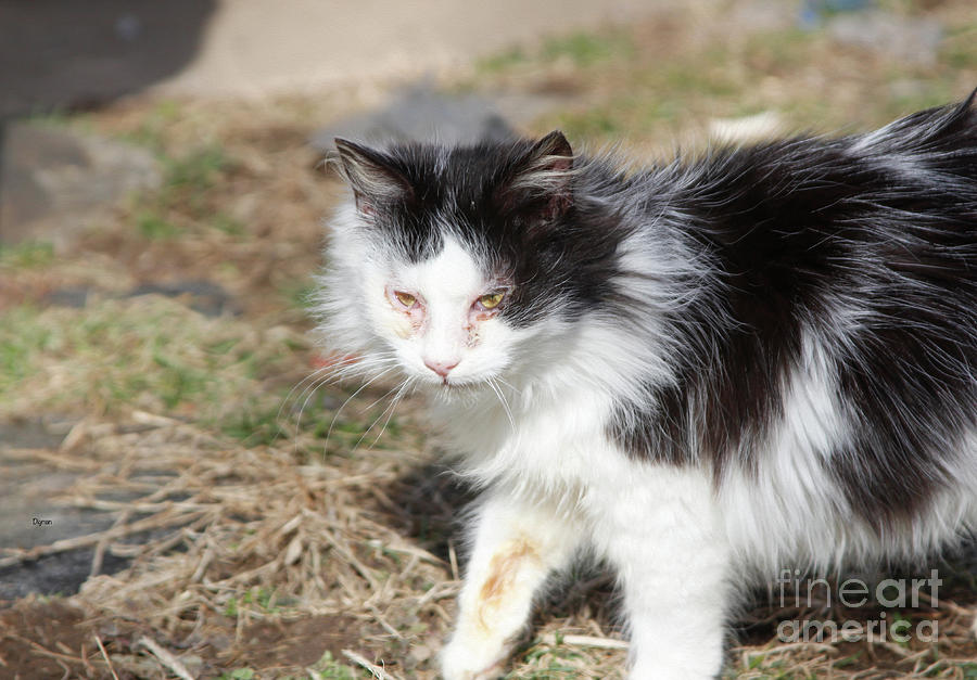 Cat Photograph - Stray Beauty by Steven Digman Cat Photograph - Stray Beauty by Steven Digman