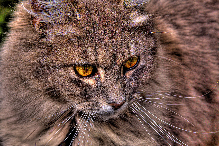 Stray Cat Photograph by David Patterson