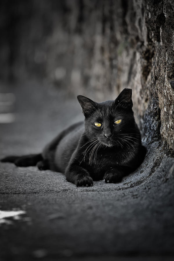 Stray Cat Photograph by Edgar Laureano