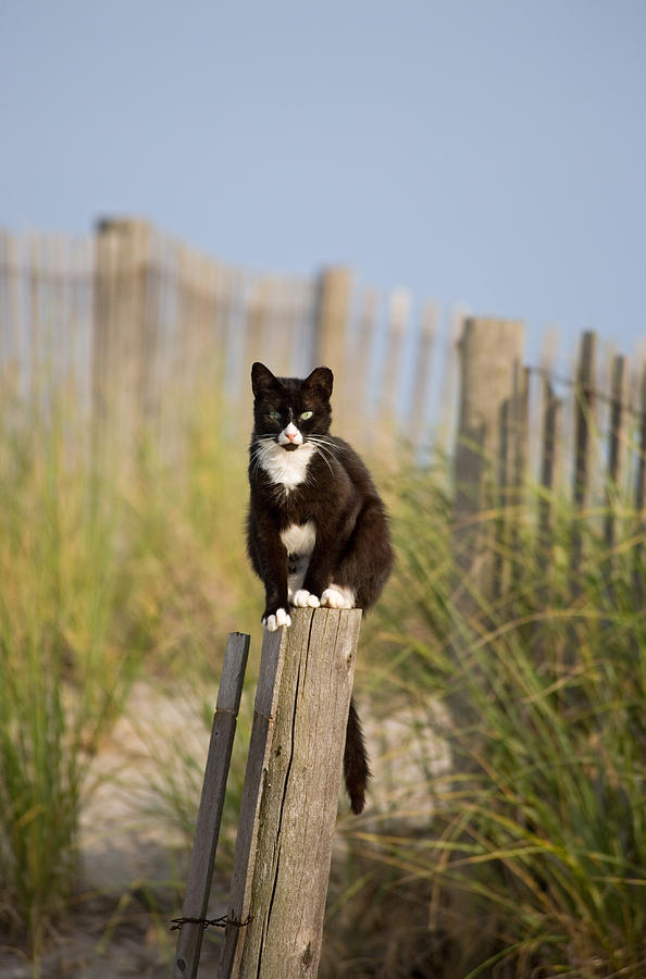 Stray Cat Photograph by Kevin Giannini