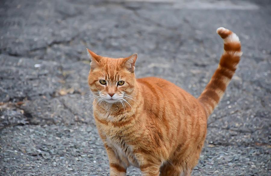 Stray cat Photograph by Roger Arsenault - Fine Art America