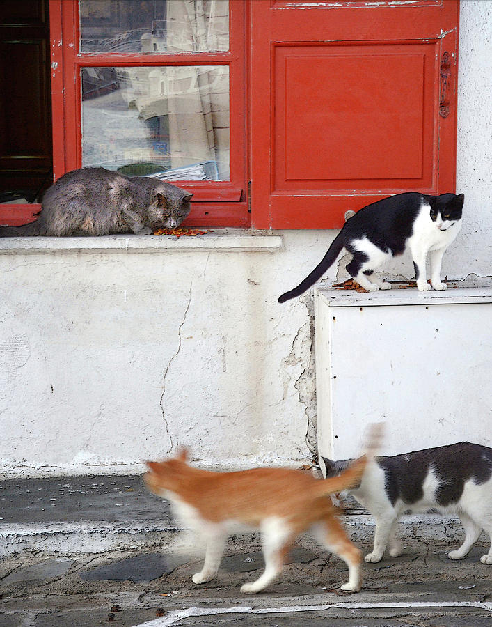 Stray Cats Photograph by Coke Mattingly