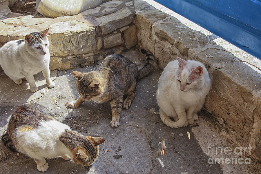Greek Photograph - Stray cats  by Patricia Hofmeester