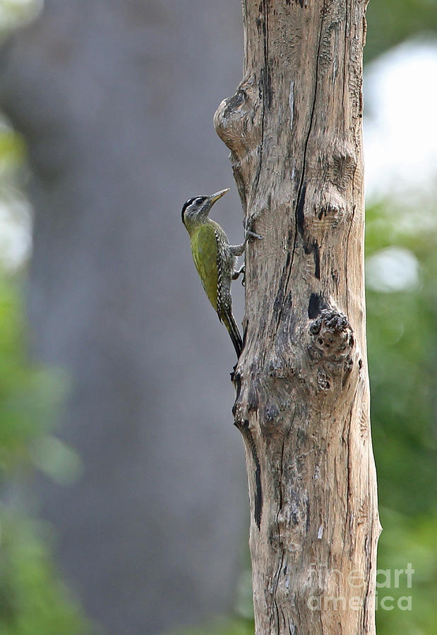 Streak-throated Woodpecker Photograph by Neil Bowman/FLPA