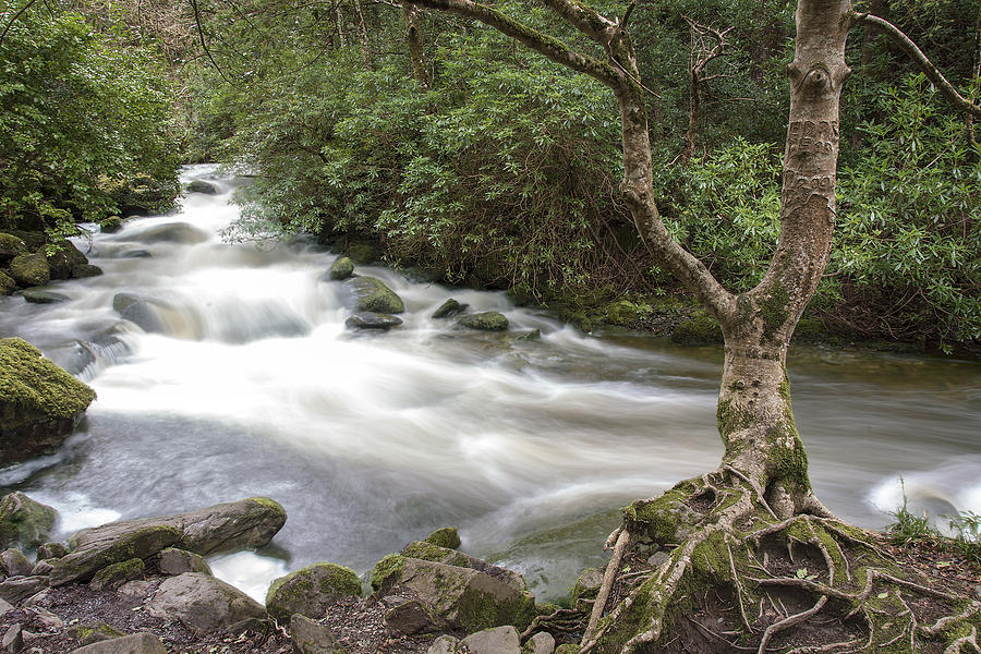 Stream below Torc Waterfall Killarney National Park Photograph by WAZgriffin Digital