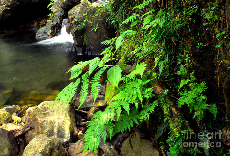 El Yunque National Forest Photograph - Stream El Yunque National Forest by Thomas R Fletcher