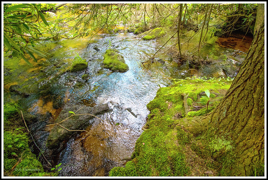 Stream in a Forest Interior, Pocono Mountains Photograph by A Macarthur Gurmankin