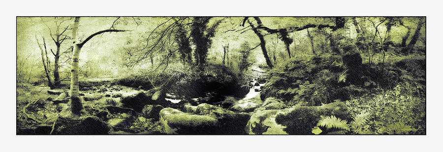 Stream in an Ancient Wood Photograph by Mal Bray