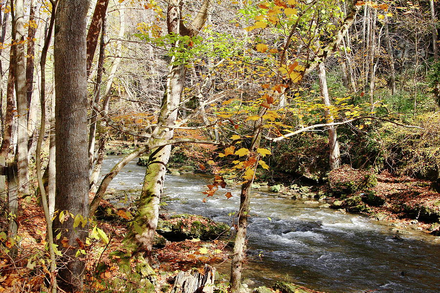 Fall Photograph - Stream In An Autumn Woods by Daniel Caracappa