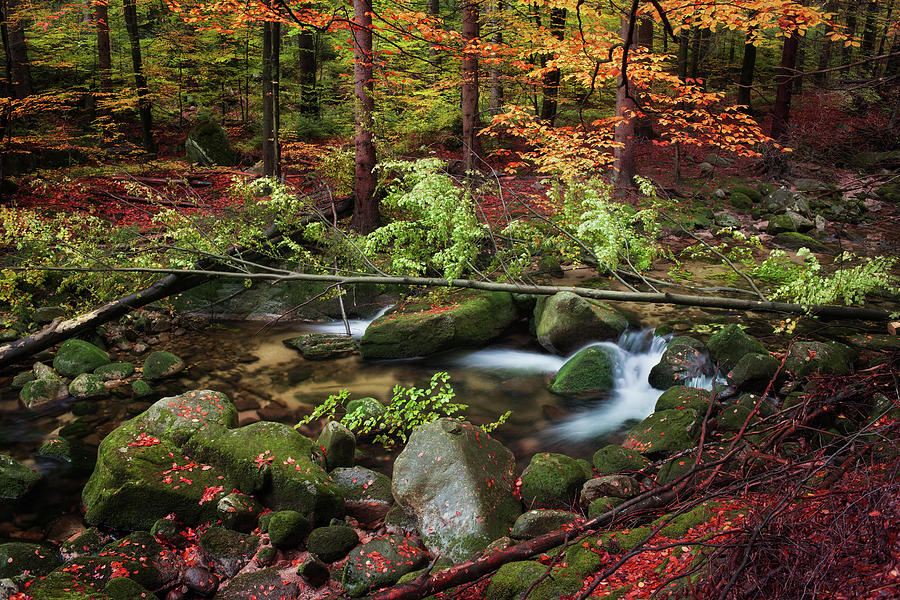 Stream in Autumn Forest Photograph by Artur Bogacki