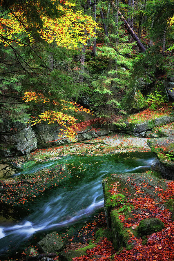 Stream in Autumn Forest of Karkonosze Mountains Photograph by Artur Bogacki