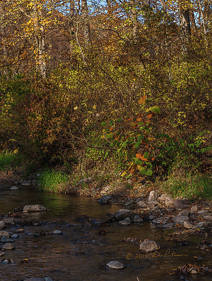 Stream In Fall Colors Photograph by Ed Peterson