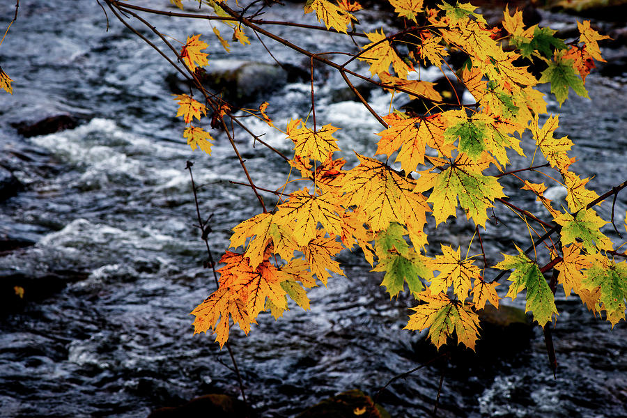 Stream in Fall Photograph by Joe Shrader