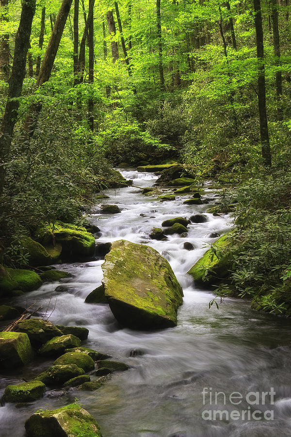 Stream in Joyce Kilmer Forest Photograph by Jill Lang