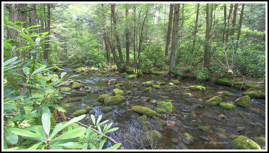 Stream in Summer, Pocono Mountains, Pennsylvania Photograph by A Macarthur Gurmankin