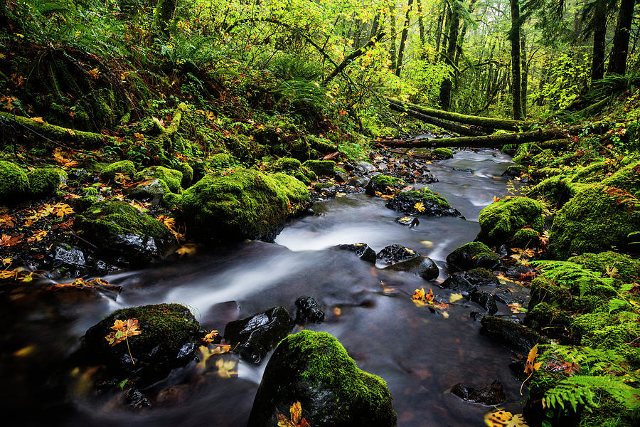 Stream in the forest Photograph by Vishwanath Bhat - Fine Art America