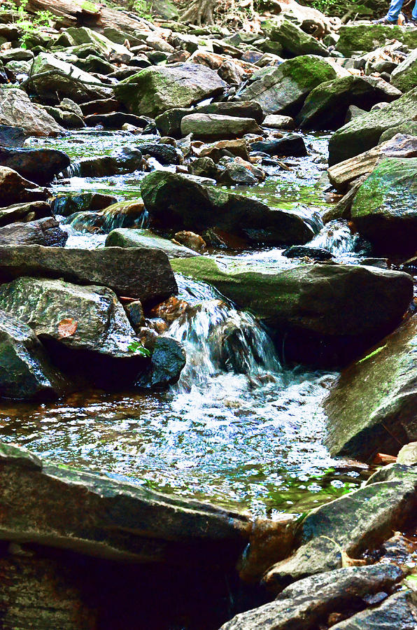 Stream in the Park Photograph by La Dolce Vita