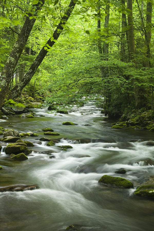 Nature Photograph - Stream in the Smokies by Andrew Soundarajan