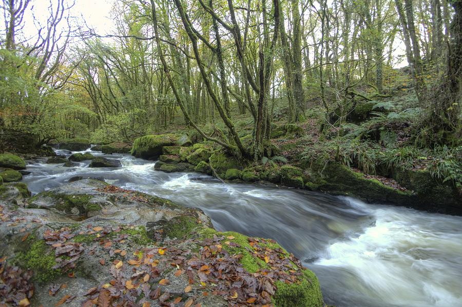 Tree Photograph - Stream in the wood by Phil Tomlinson