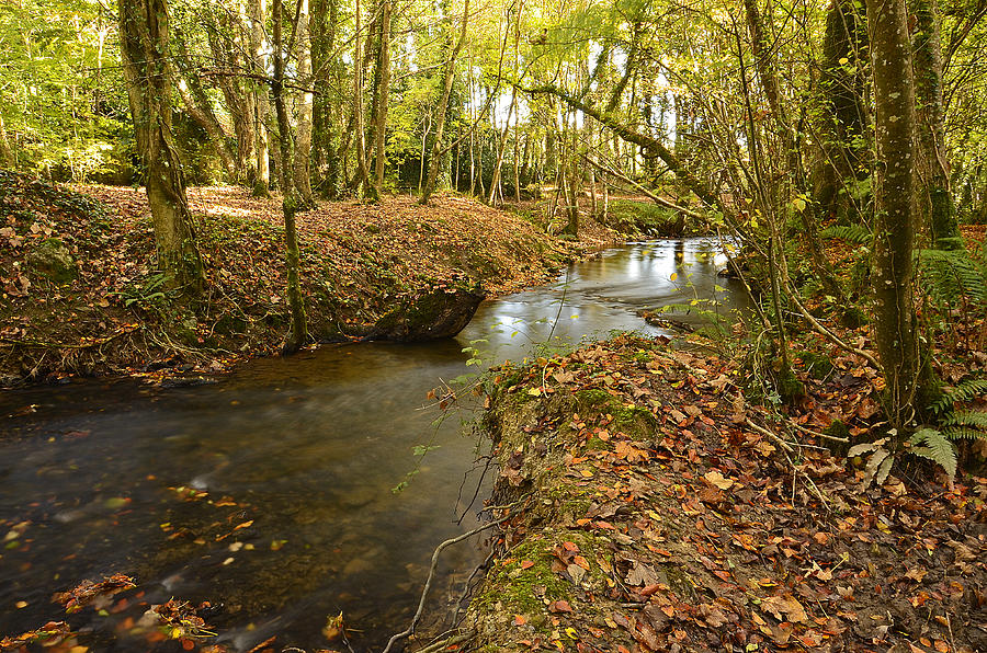 Woods Photograph - Stream in the Woods by Martina Fagan