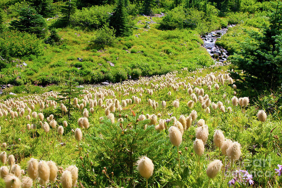 Stream running into  a meadow of Western Pasqueflowers Photograph by Bruce Block