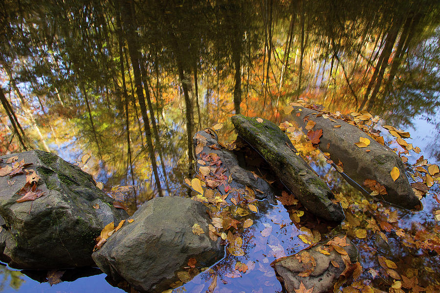 Stream Side Reflections Photograph by Mike Eingle