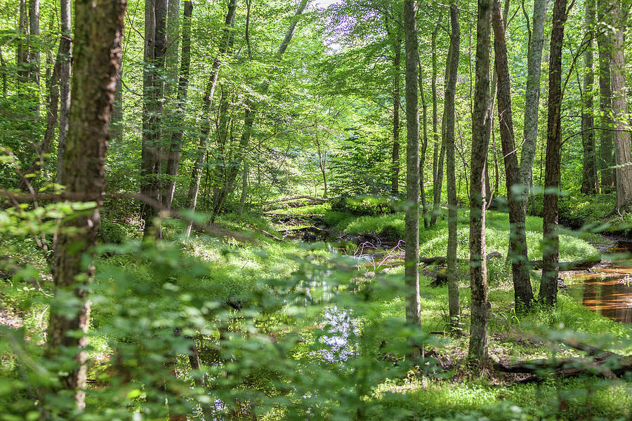 Tree Photograph - Stream Through a Forest by Terry Thomas