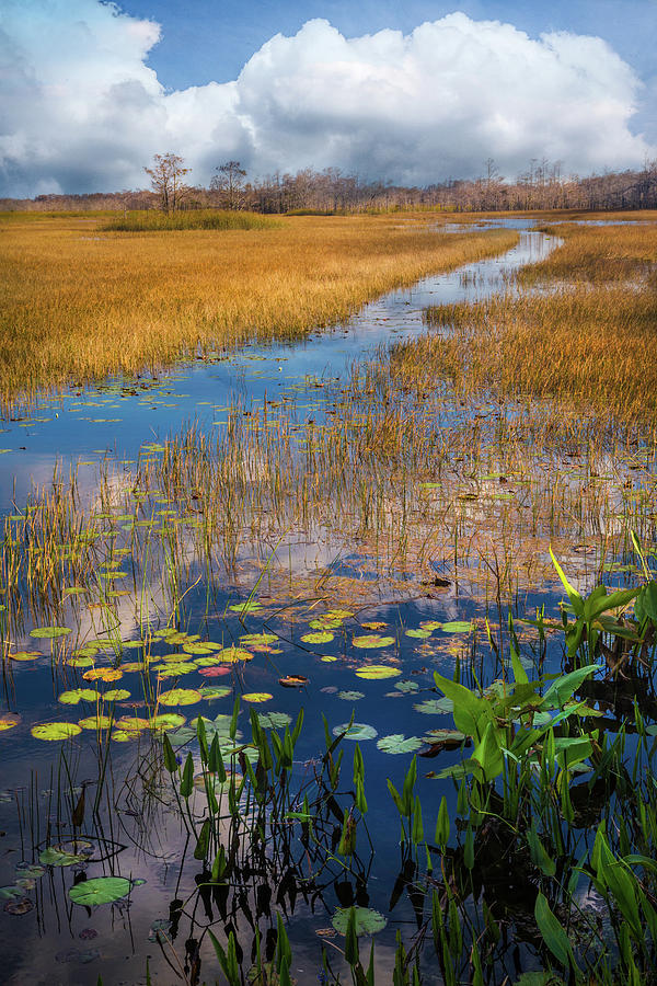 Stream Through the Everglades Photograph by Debra and Dave Vanderlaan