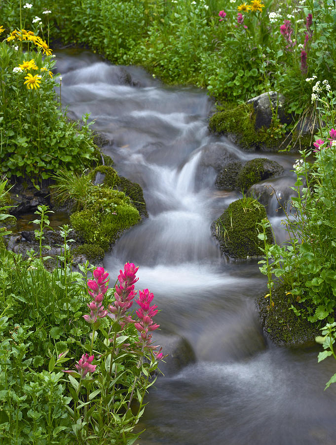 Stream with Sneezeweed and Paintbrush Photograph by Tim Fitzharris