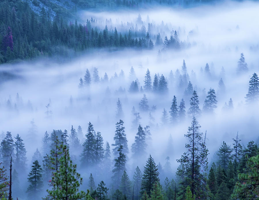 Streaming Fog Photograph by Jonathan Nguyen
