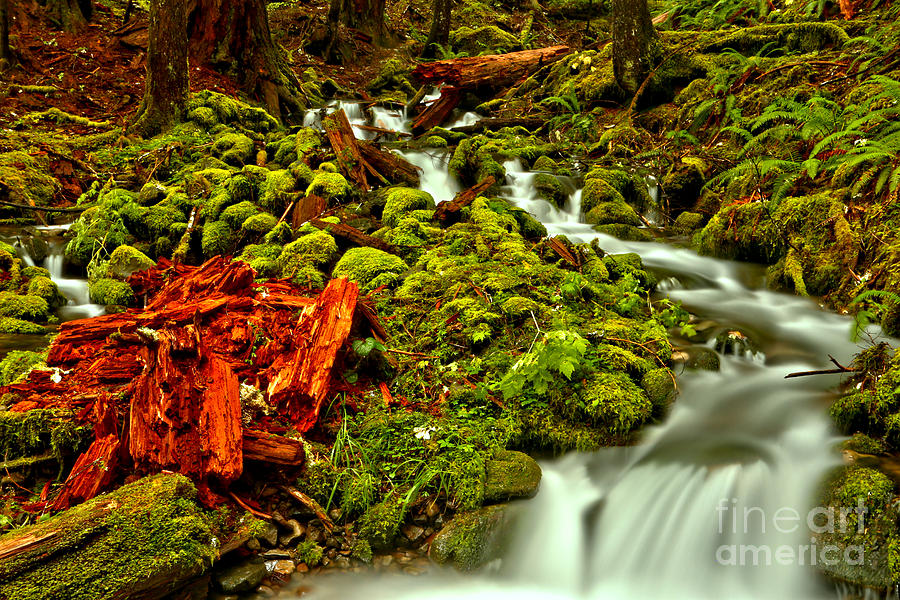 Olympic National Park Photograph - Streaming Through Lush Red And Green by Adam Jewell