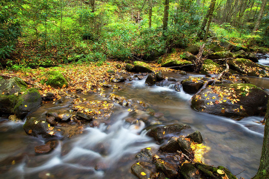 Streams In The Forest Photograph