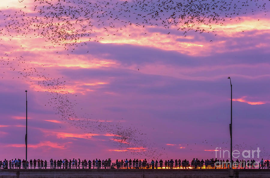 Bat Photograph - Streams Of Bats take flight From The Congress Avenue Bridge during a spectacular sunset by Dan Herron